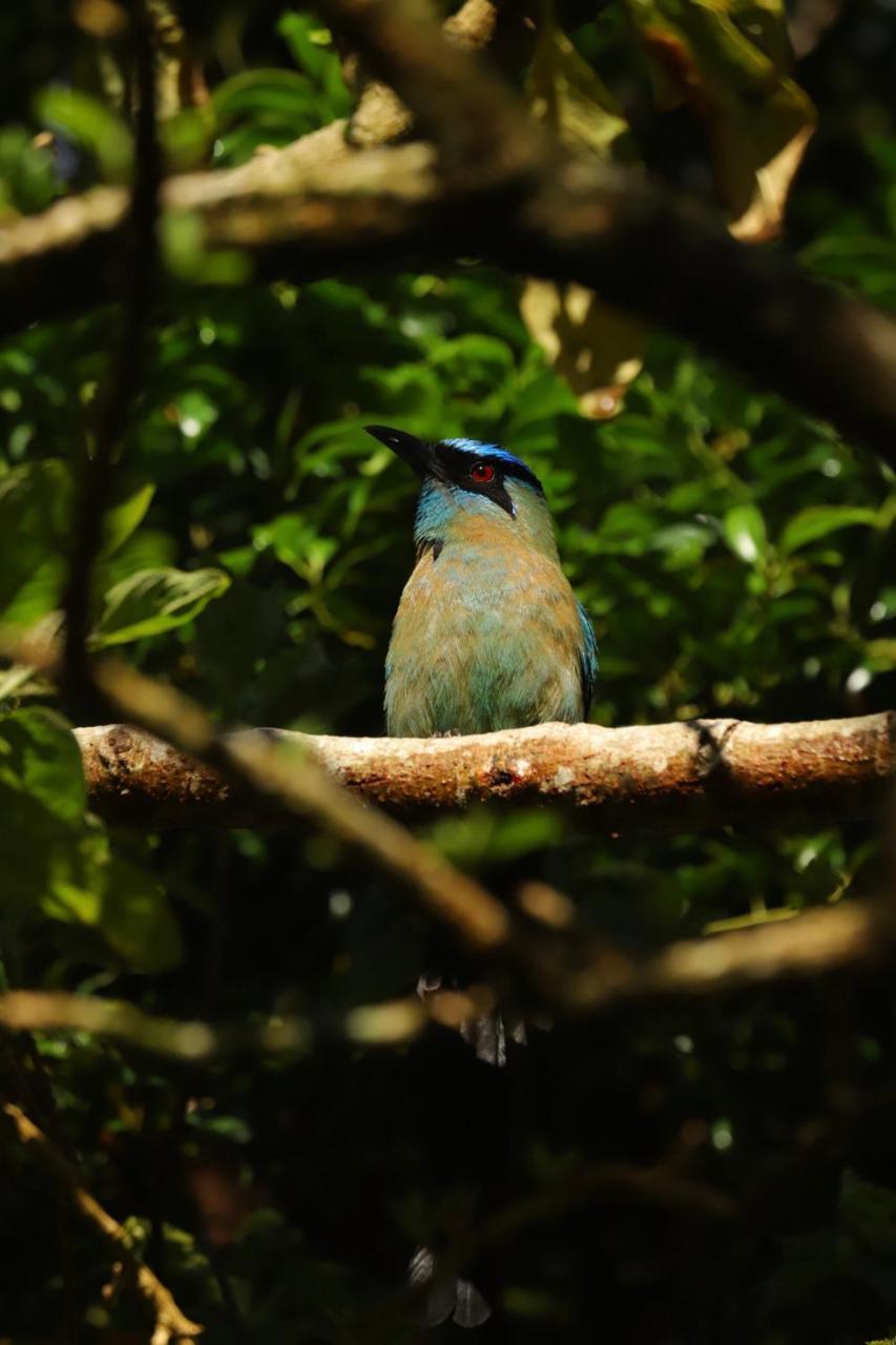 Los Pinos Cabins & Reserve Monteverde 외부 사진
